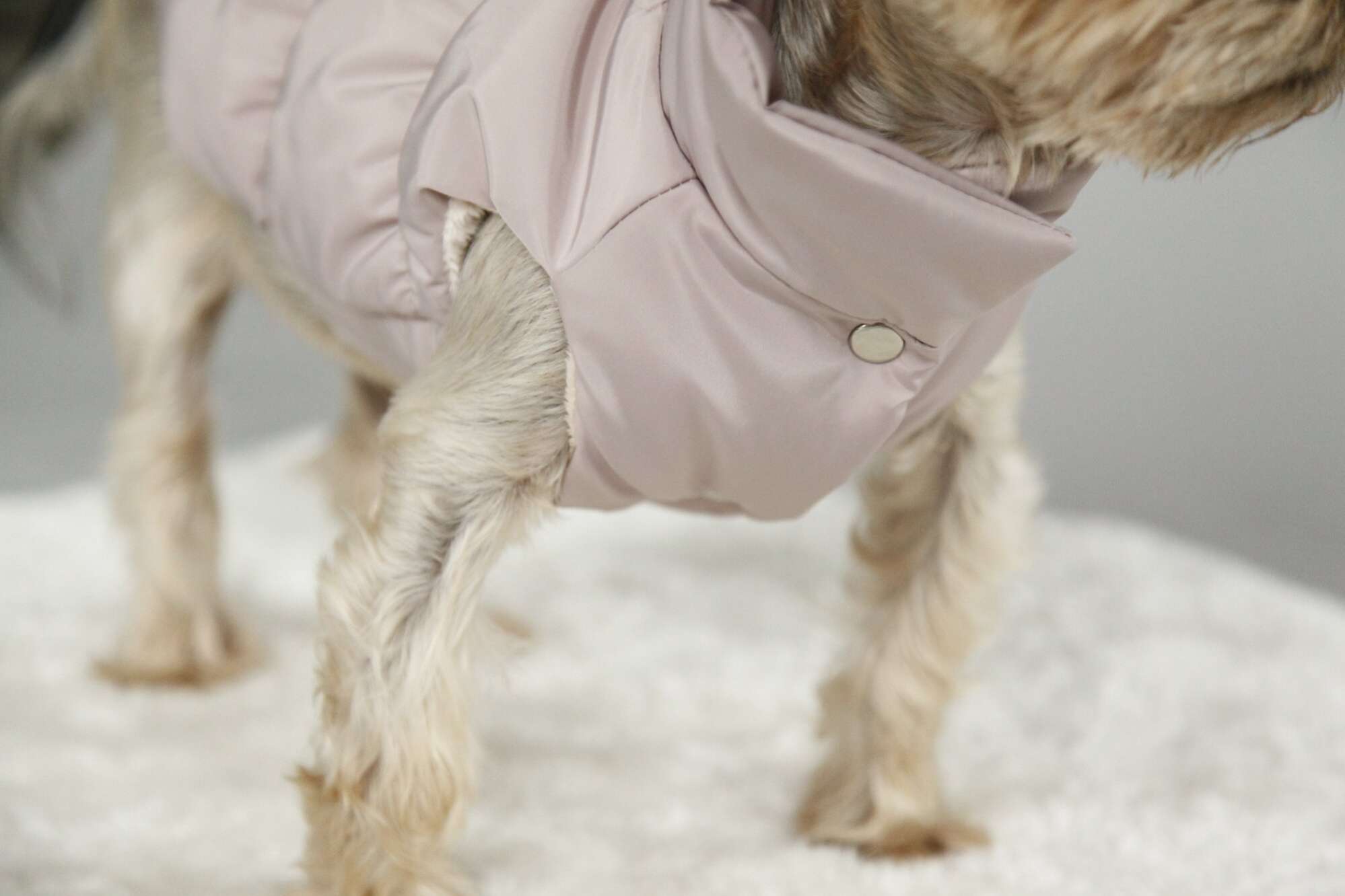 Жилет для собаки Фиби стронг