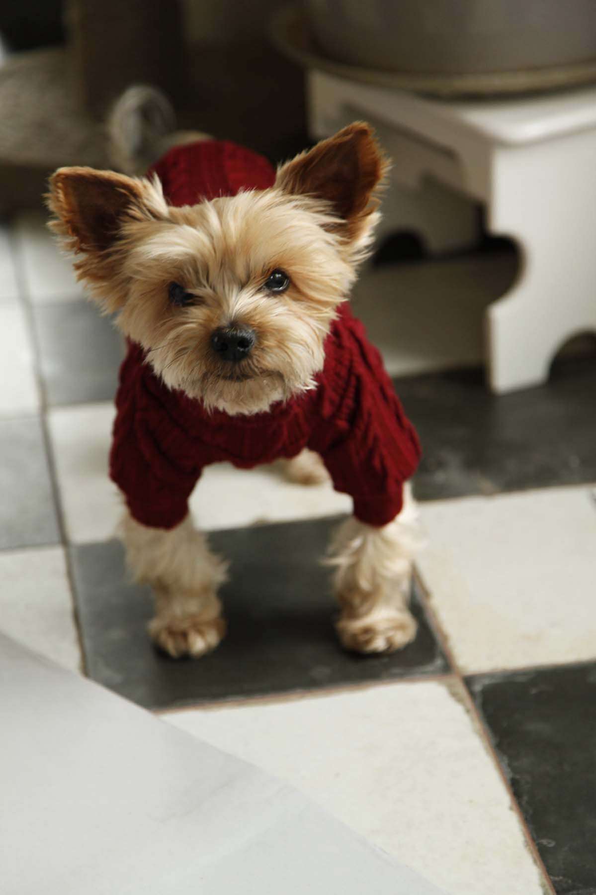 Свитер для собак Pet Роут