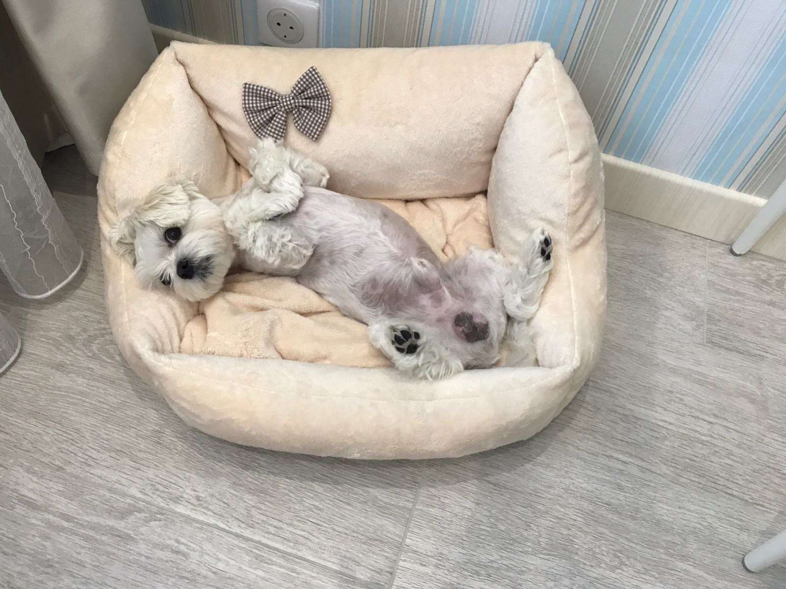 Диван для собаки Puffy молочный