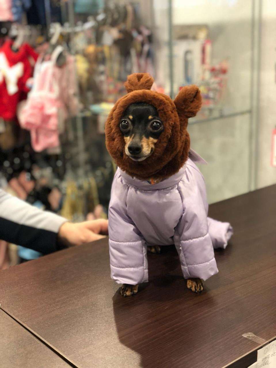 Зимний комбинезон для собак Евро Puffy Шарм