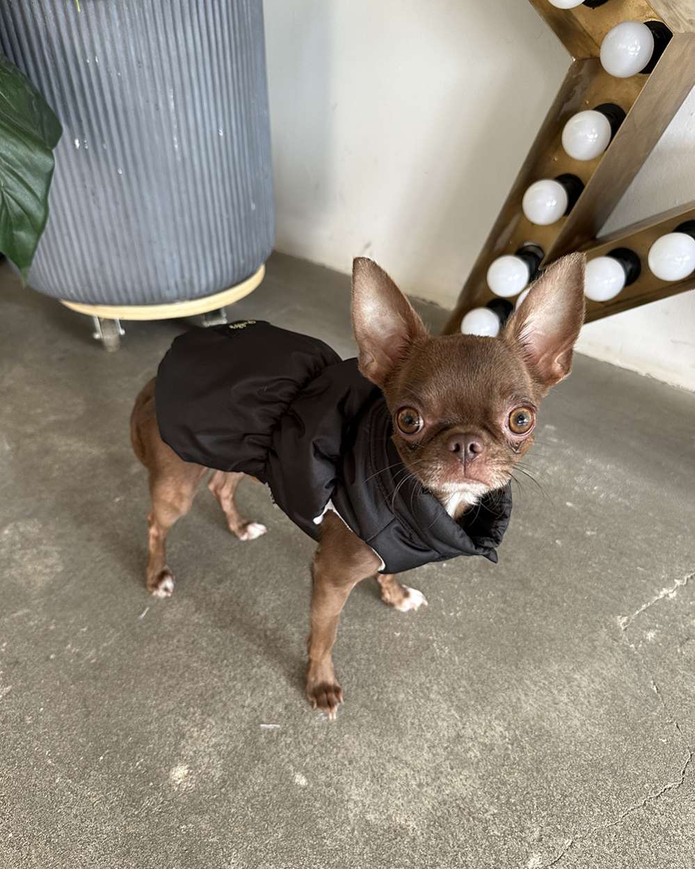 Жилетка для собаки Puffy Флеш Черный