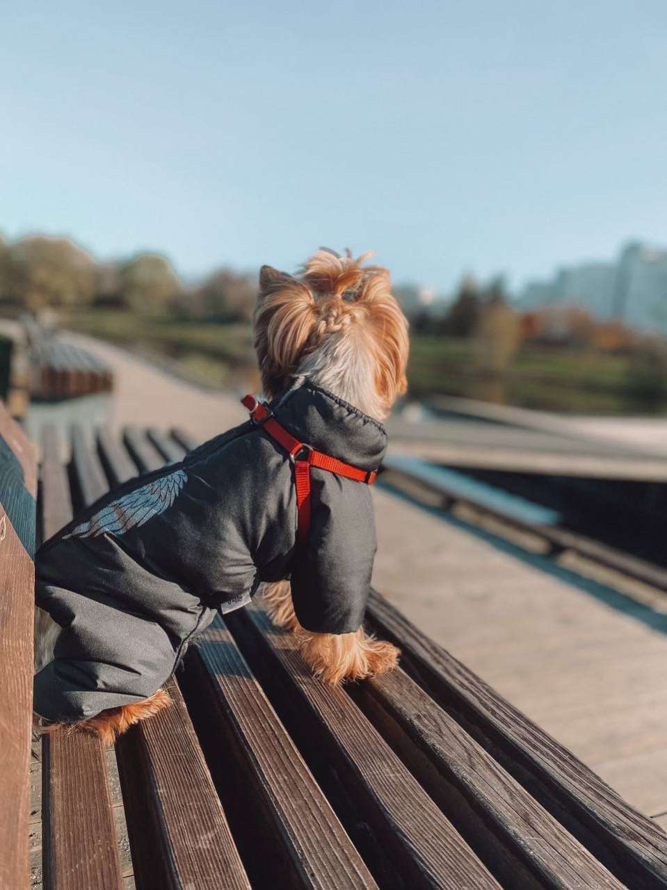 Зимний комбинезон для собак Puffy Ангел золото