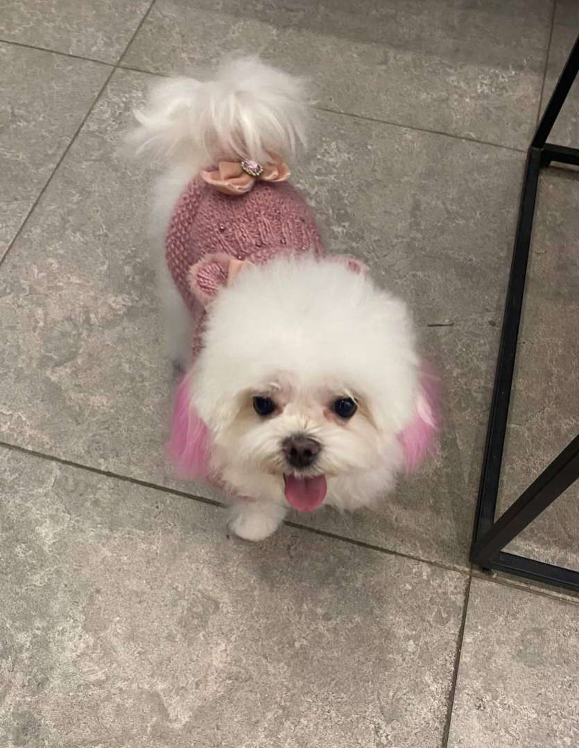 Шерстяной свитер для собак Заюша Пудровый