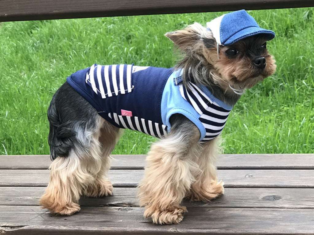 Кепка для собаки Premium Сердце