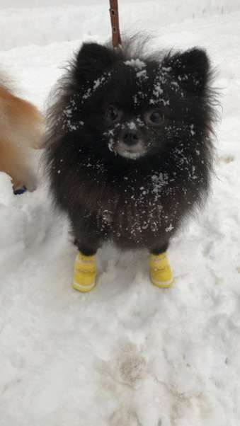 Зимние ботинки для собак Луноходы с липучкой