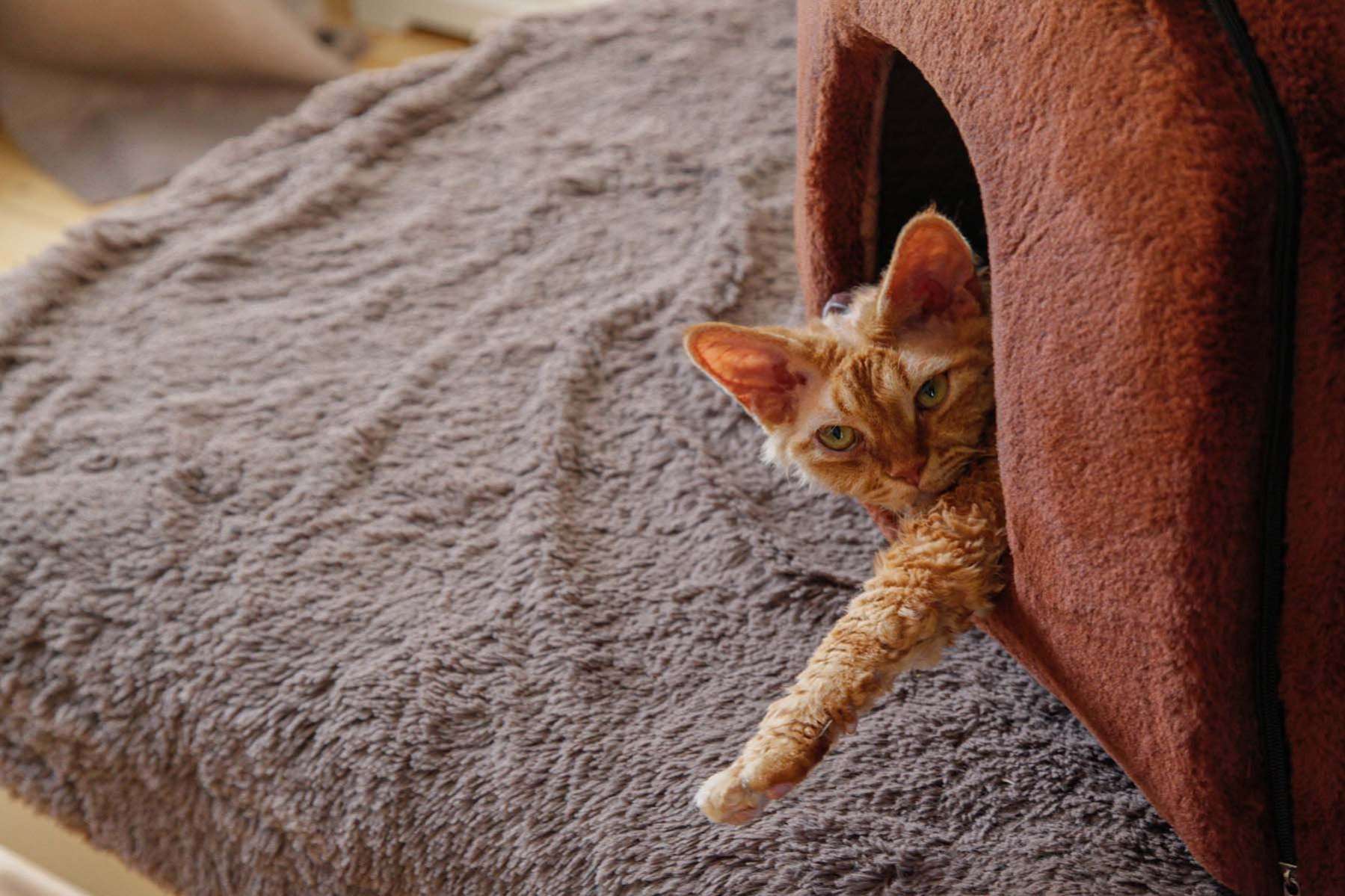 Домик для собаки Puffy Fancy Каштан