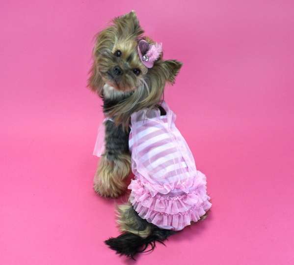 Заколка для собак Шляпа