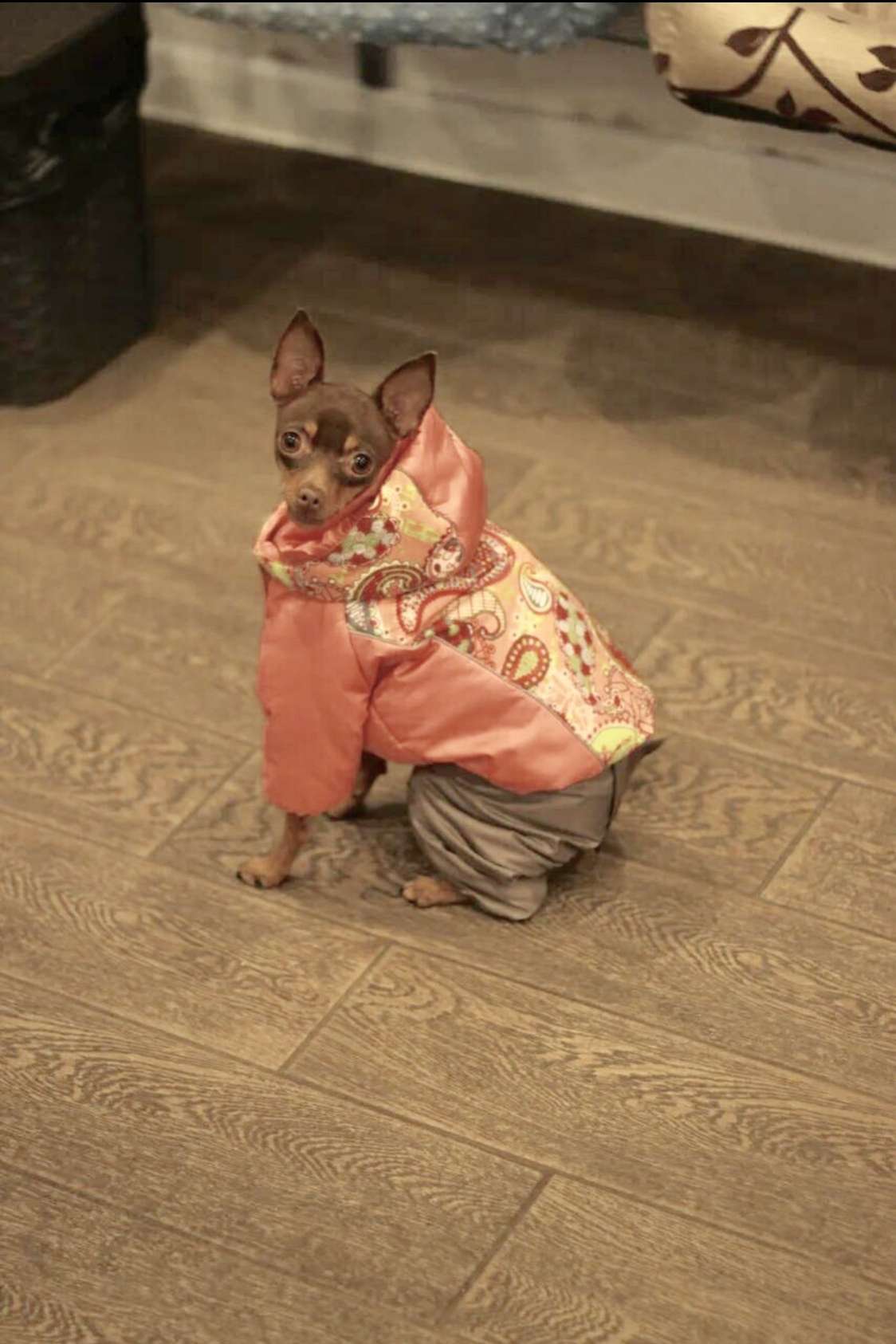 Куртка для собаки  Огурцы