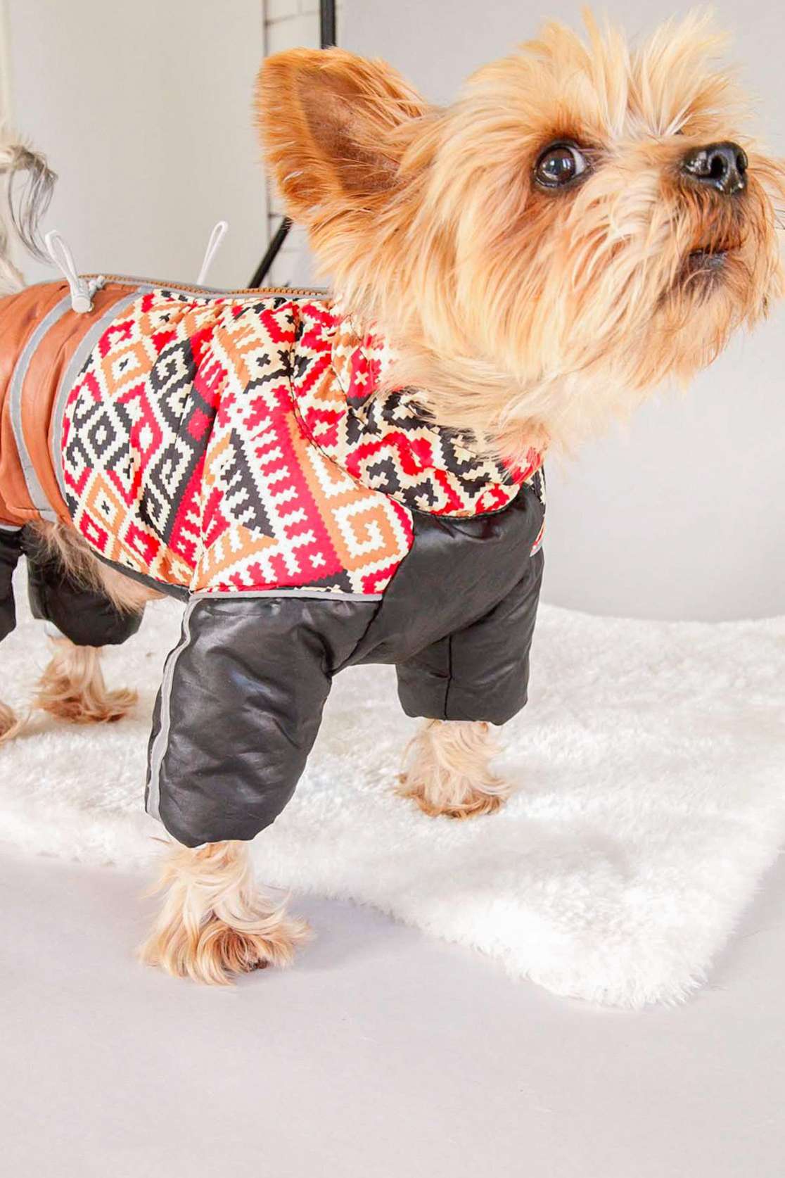 Зимний комбинезон для собак Арабика (2 цвета)