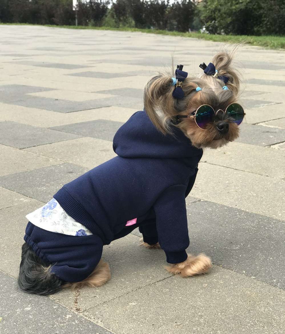 Костюм для собак трикотажный Premium Шеби