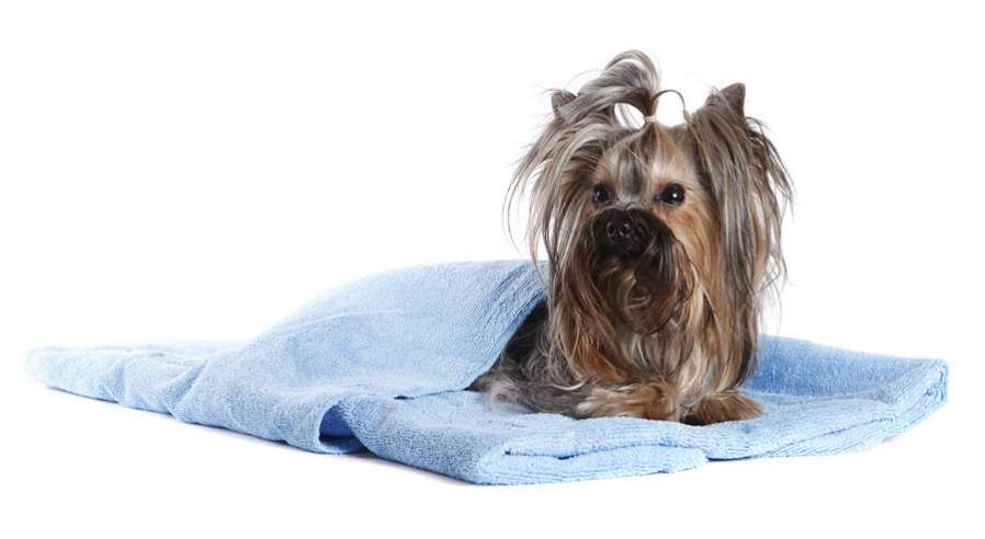 Набор полотенец для собак Premium 2 цвета