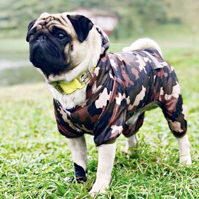 Дождевики для собак в Москве — купить дождевик для собаки крупной породы