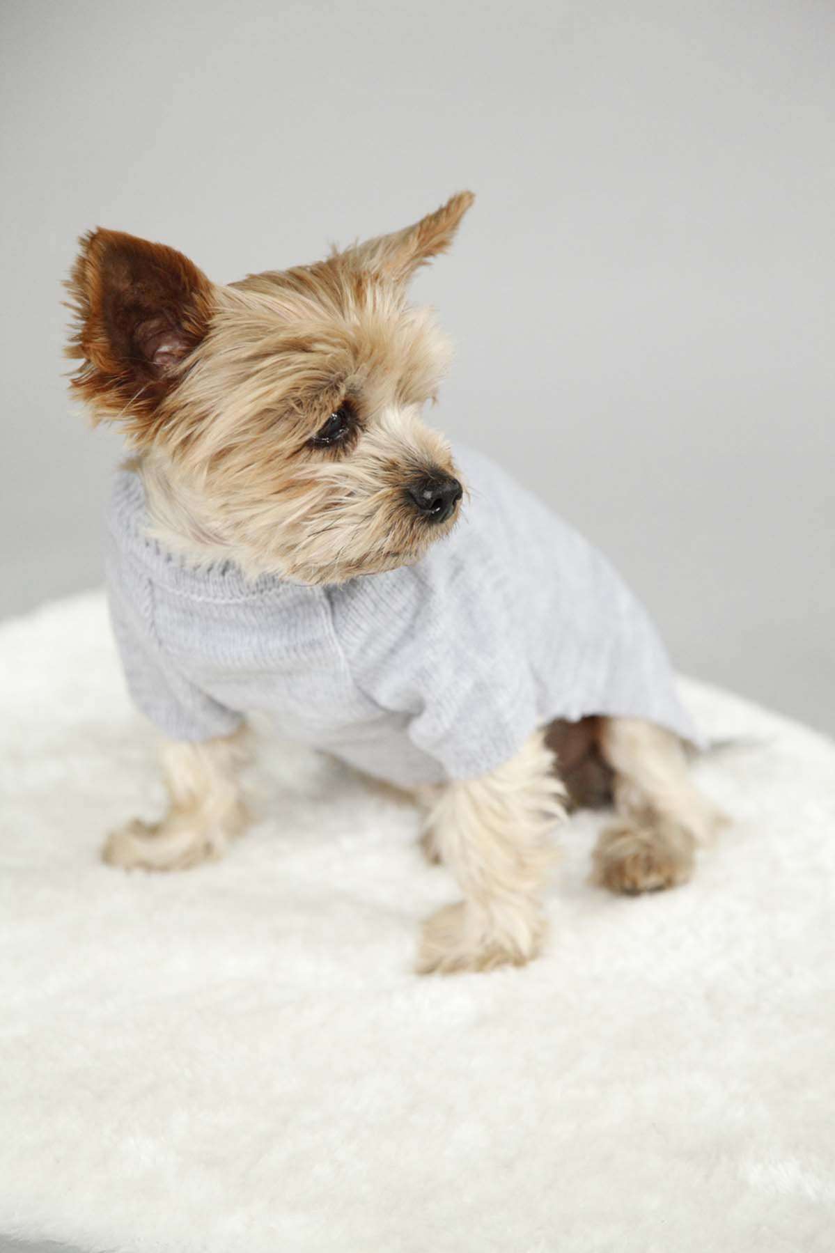 Свитер для собак Турин