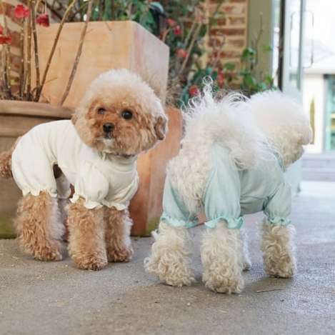 Костюм для собак трикотажный PA Валери