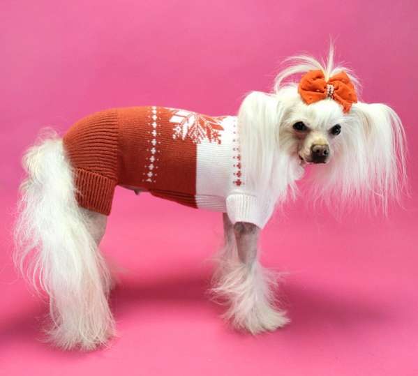 Шерстяной костюм для собак Звездочка