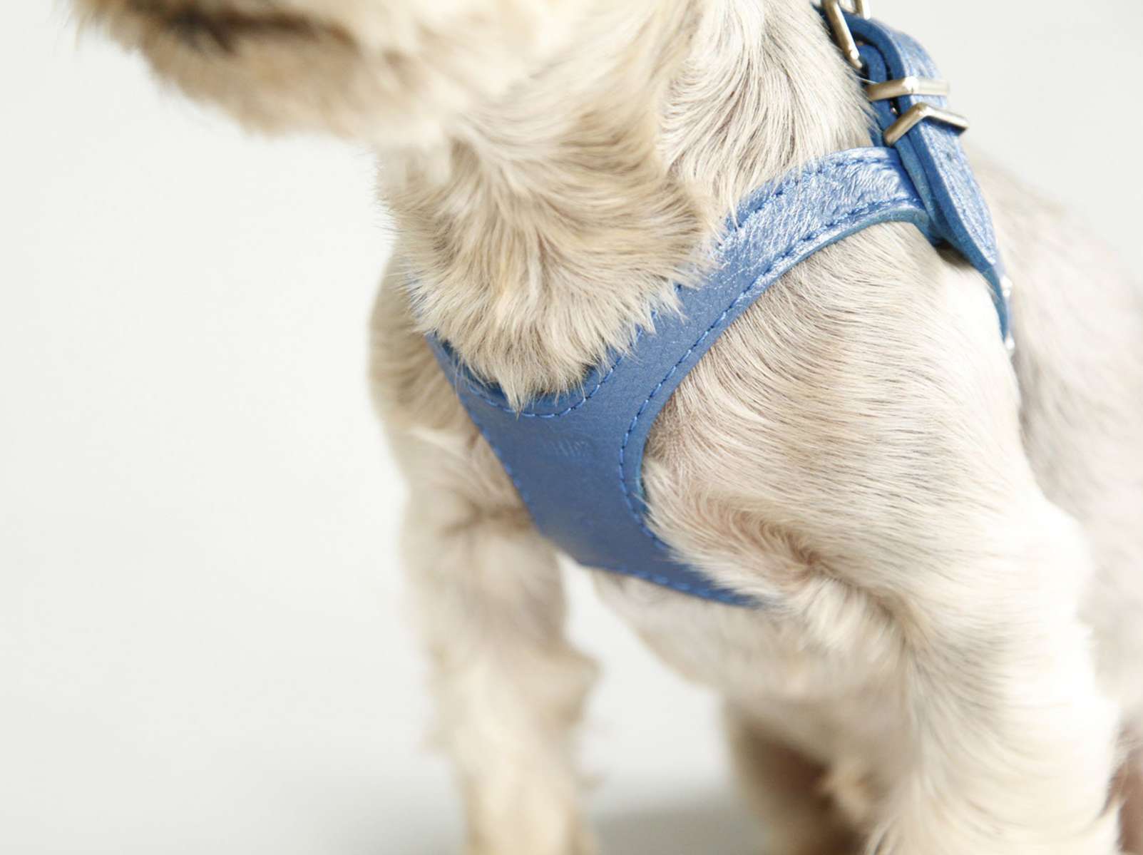 Кожаная шлейка для собак Очки