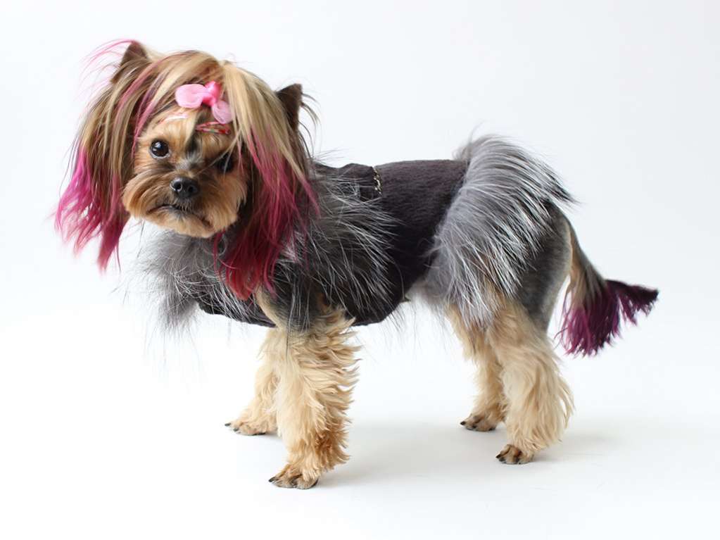 Шуба для собак Бобер чернобурка