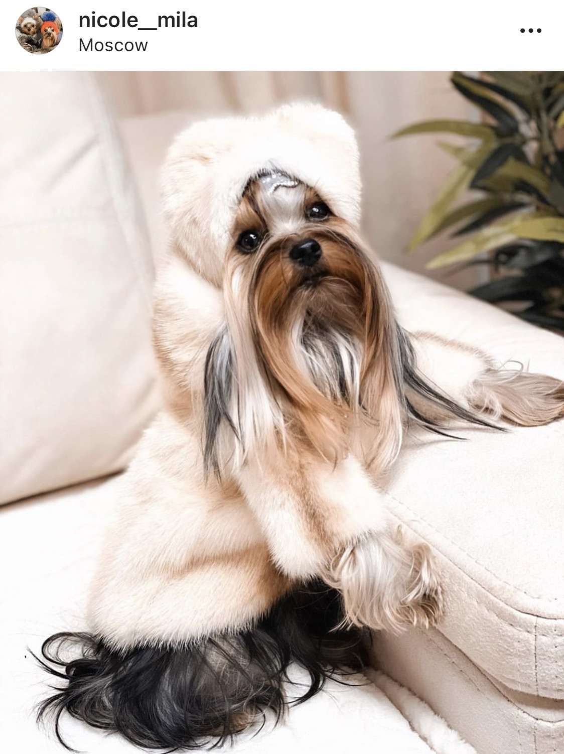 Норковая шапка для собак Puffy Ушки белая