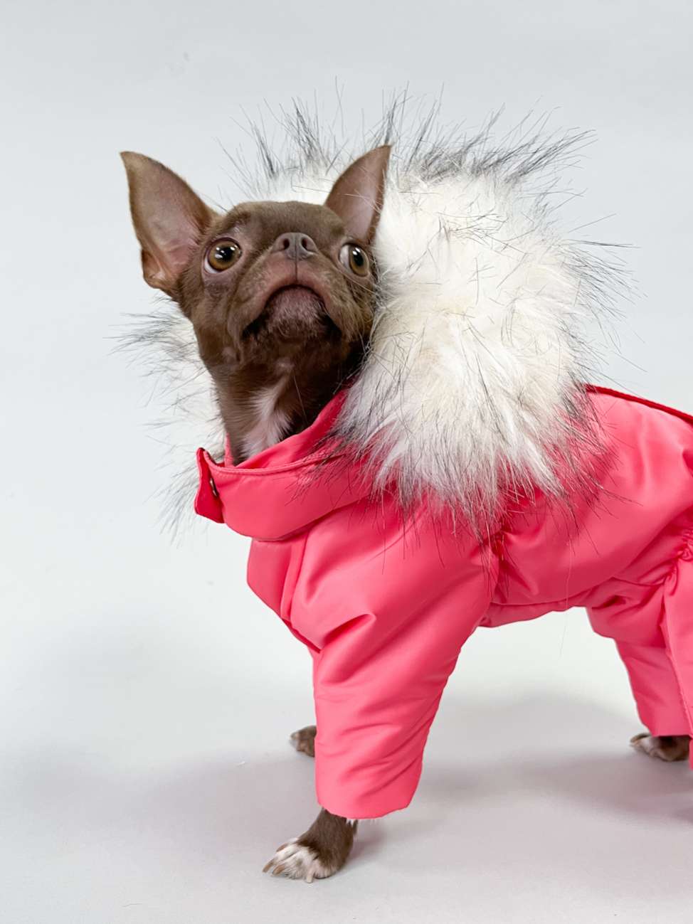 Зимний комбинезон для собак Полярное сияние Коралл