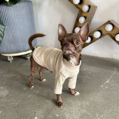 Свитшот для собак Puffy Лапша бежевый