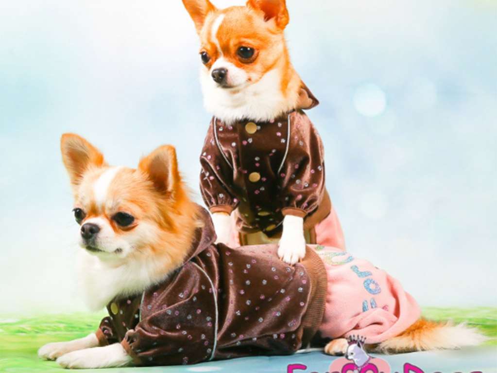 Костюм для собак велюровый ForMyDogs Конфетти