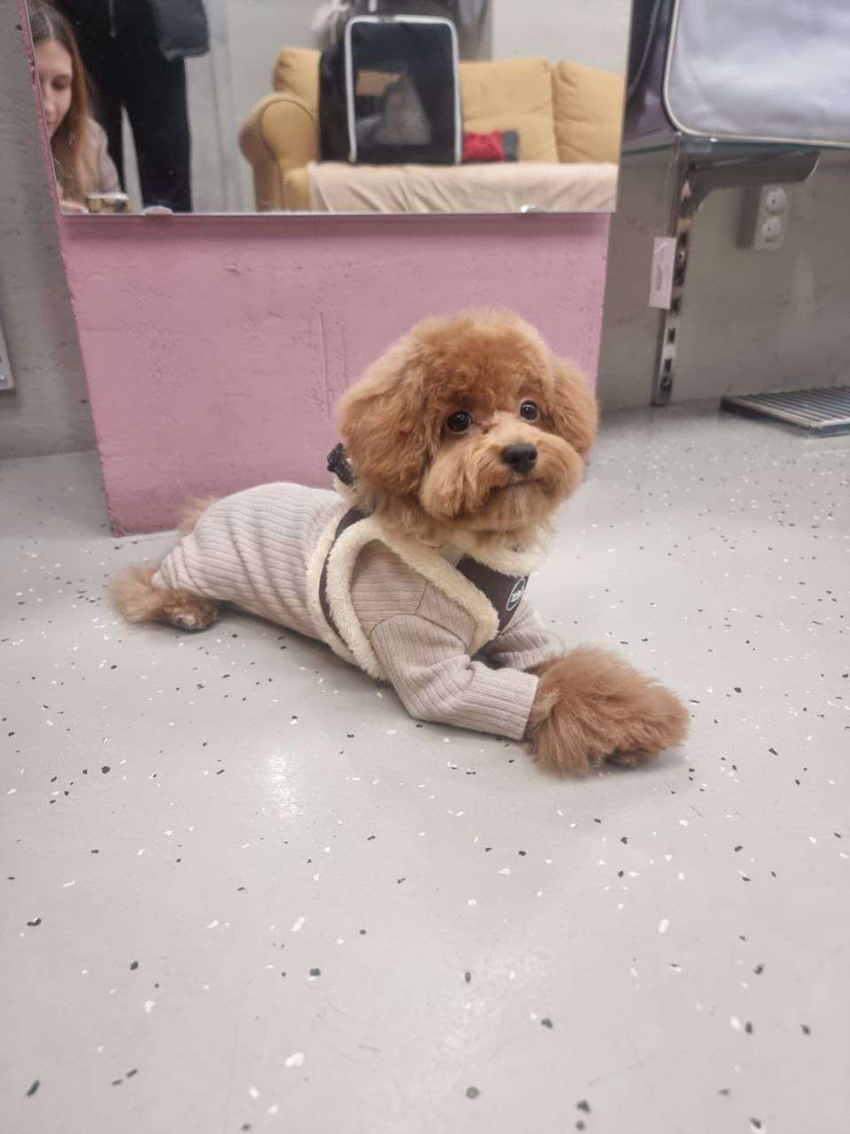 Костюм-боди для собак Puffy Лапша Латте