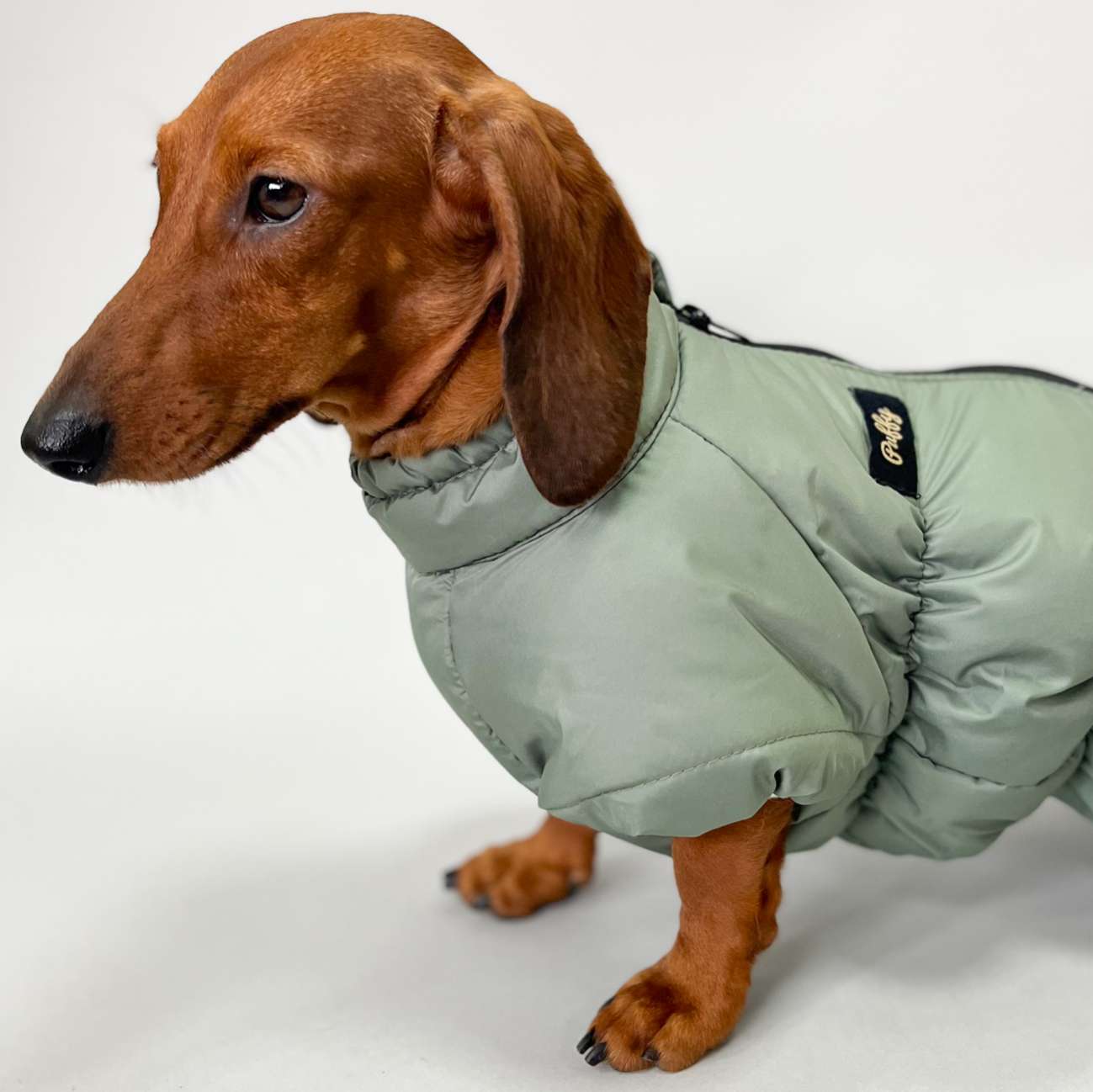 Комбинезон для таксы и корги Puffy Айвенго Черный