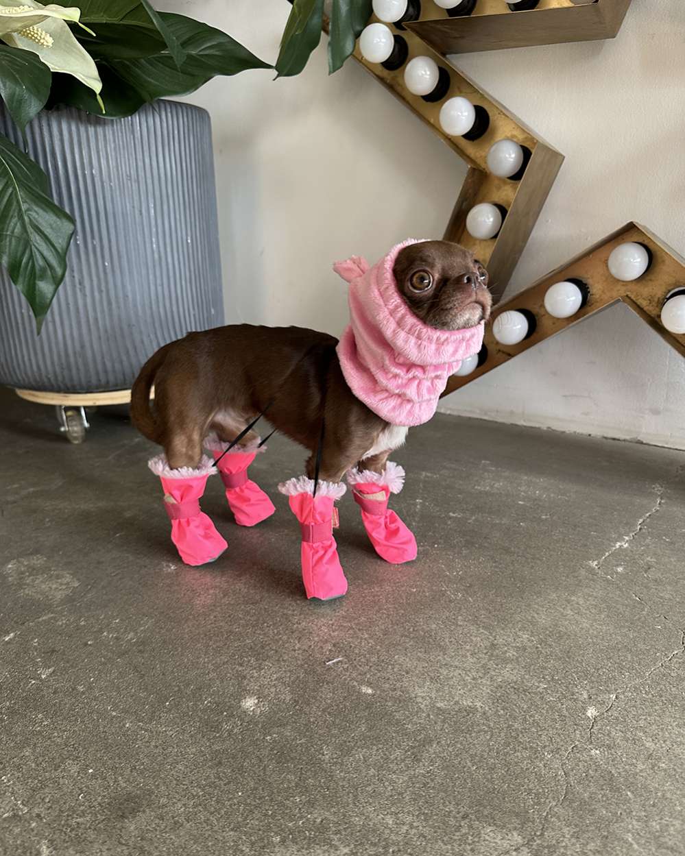 Шапка для собаки Капор Puffy Мишка