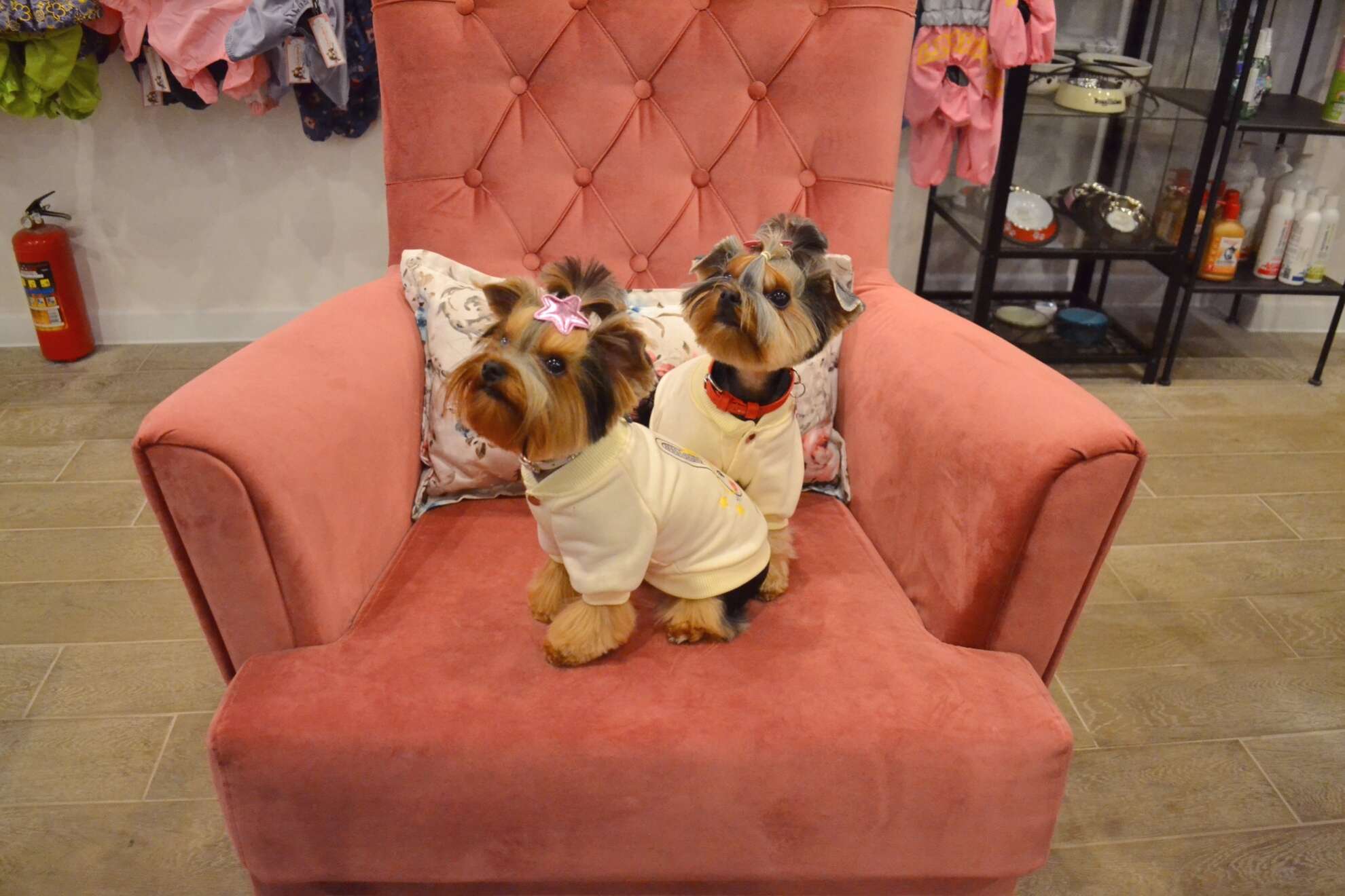 Бомбер для собак Puffy Bunny