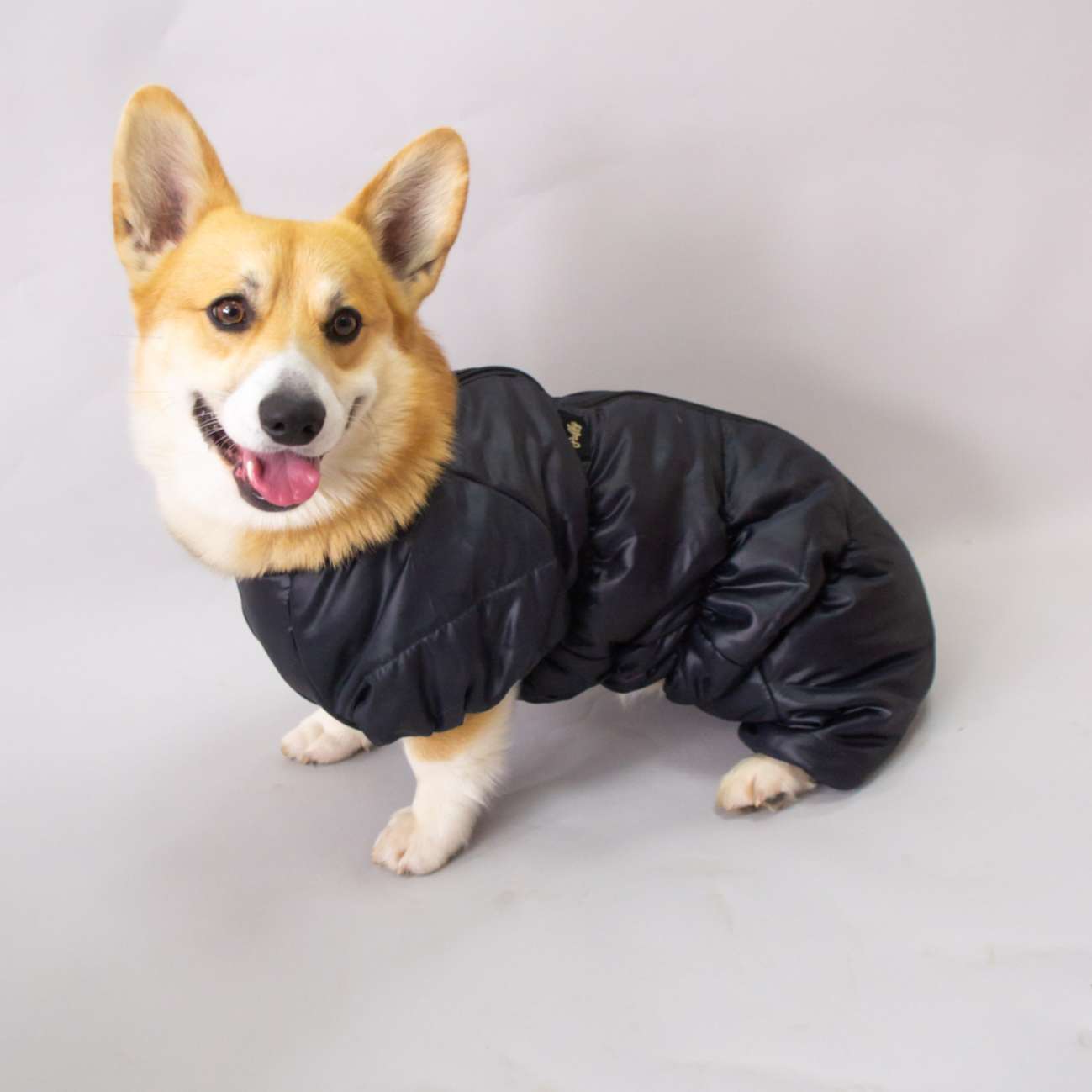 Комбинезон для таксы и корги Puffy Айвенго Черный