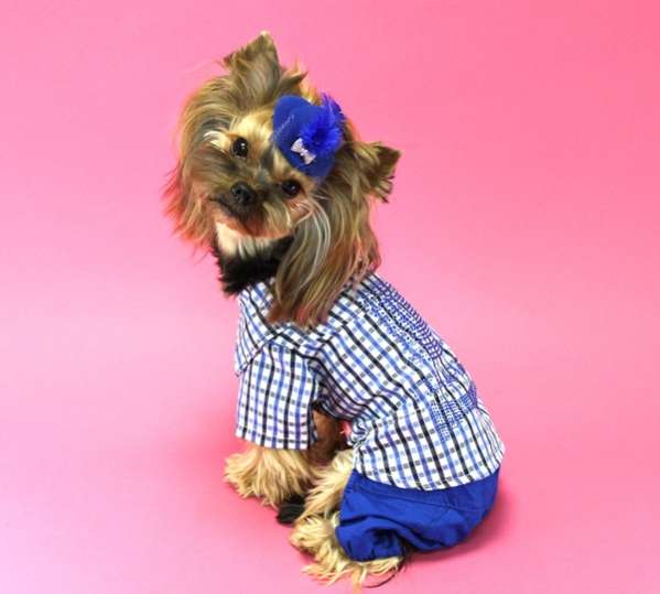 Заколка для собак Шляпа