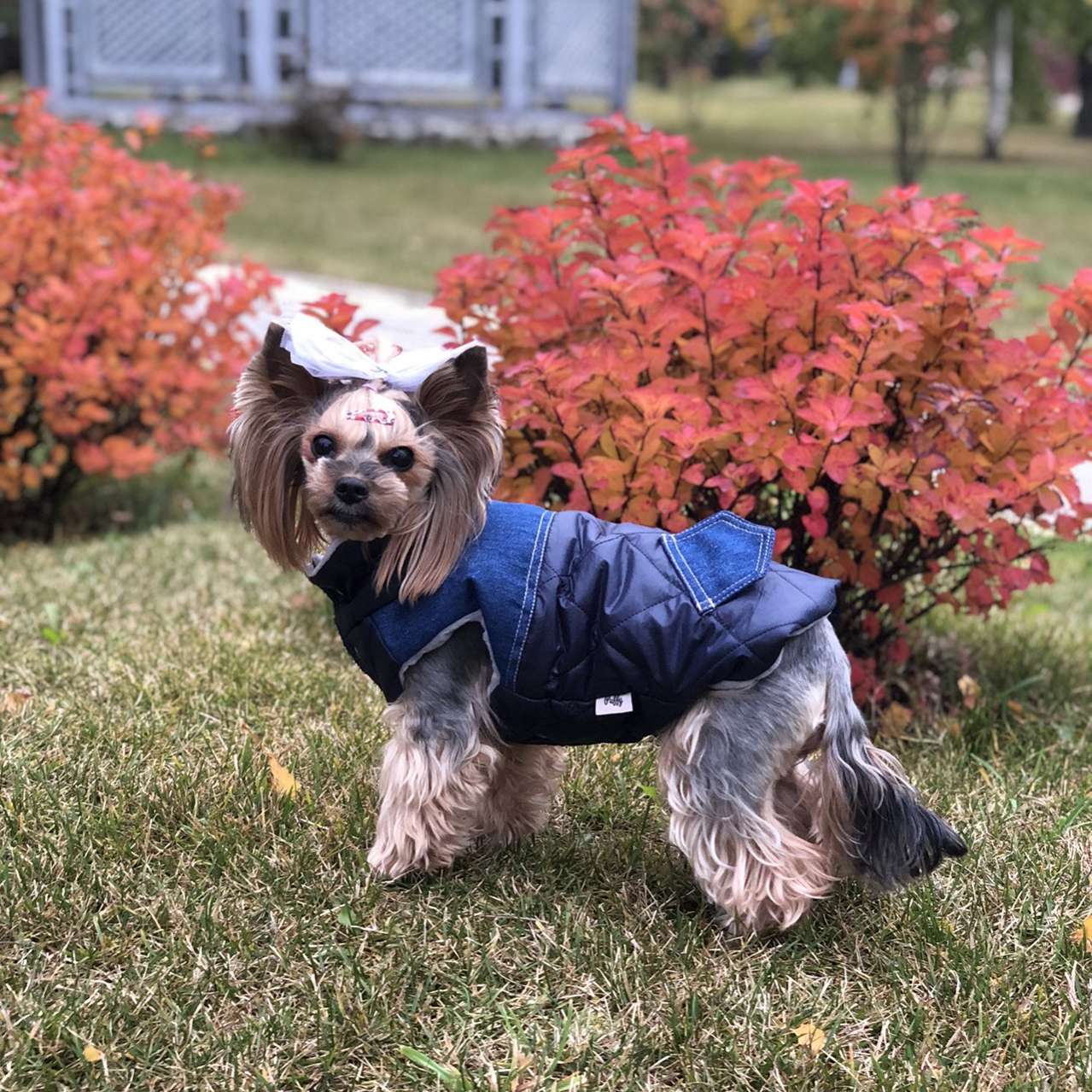 Жилетка для собаки Puffy Casual