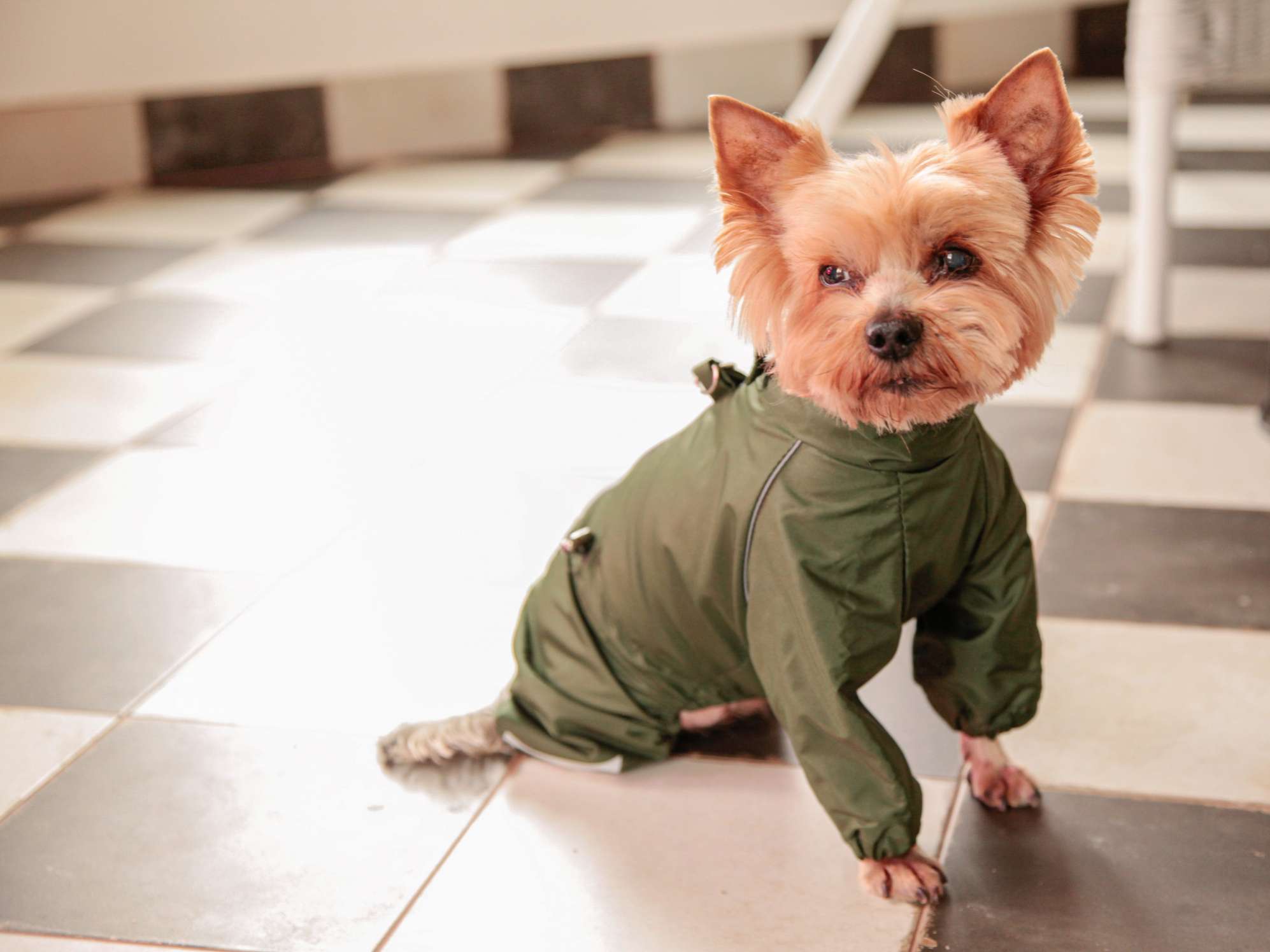 Дождевик для собаки Puffy Полоски