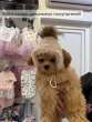 Шапка для собаки Puffy Зимушка