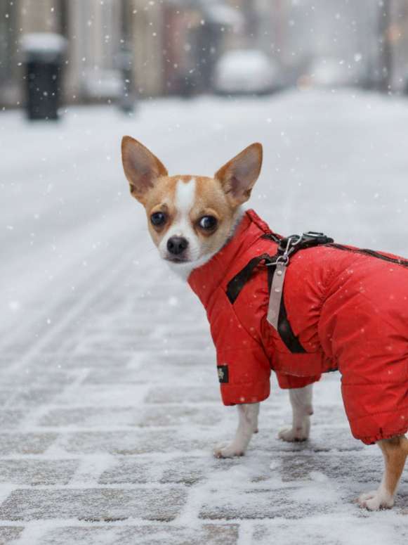 Комбинезон для собак со шлейкой Puffy Фикс красный