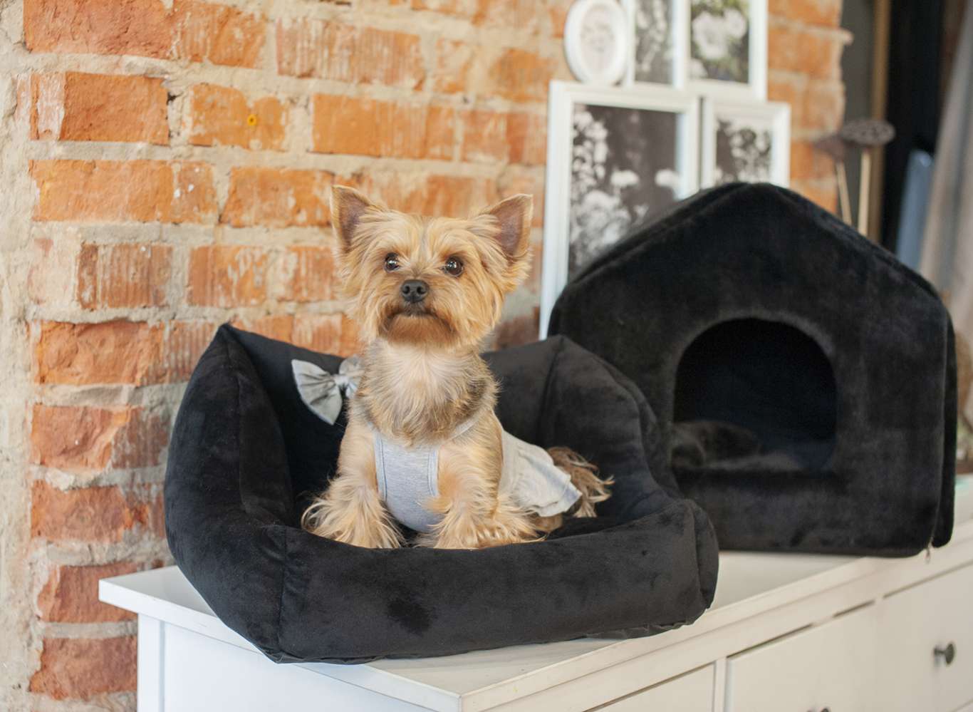 Диван для собаки Puffy Нуар