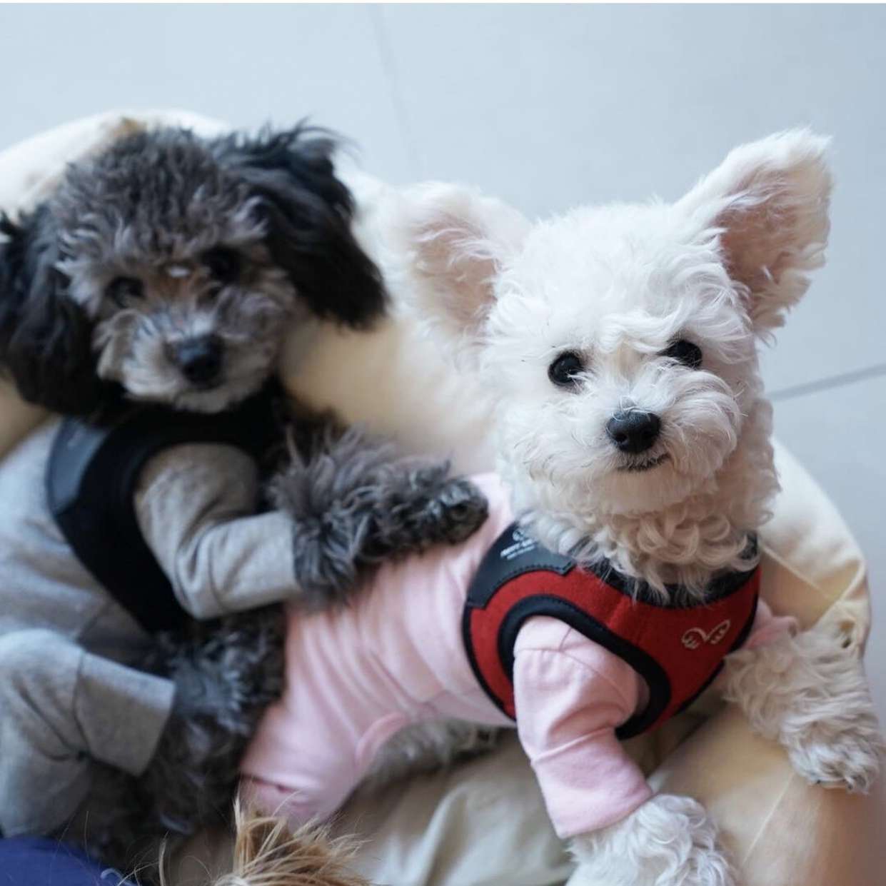 Шлейка для собак PA комфорт