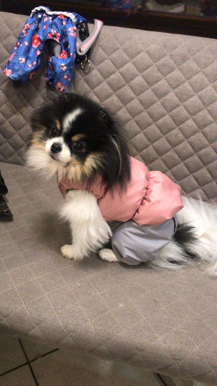 Жилет для собаки Фиби стронг