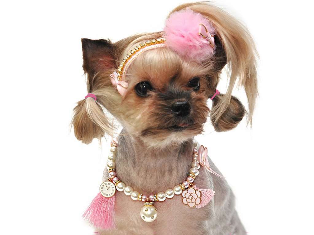 Ободок для собак для собак Шарик