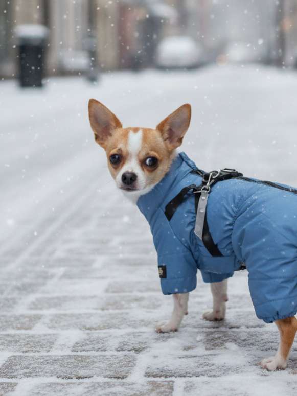 Комбинезон для собак со шлейкой Puffy Фикс акула