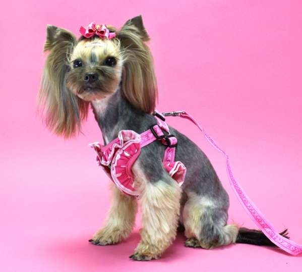 Шлейка для собак Pet Пион (2 цвета)