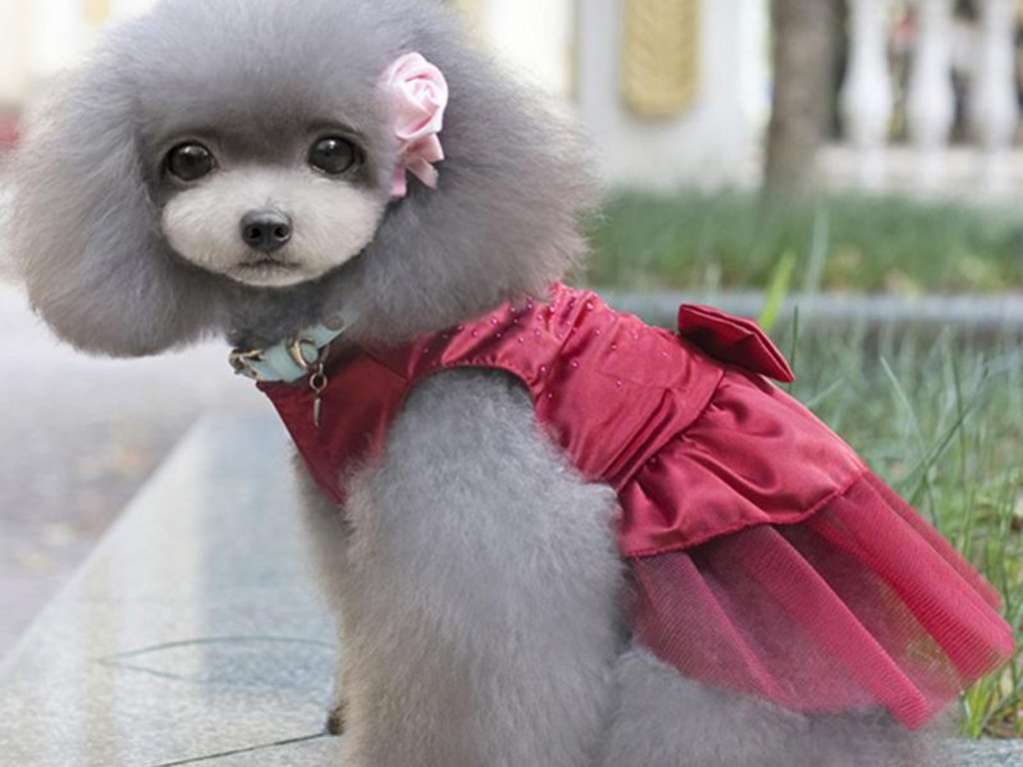 Праздничное платье для собак Pet Стразы