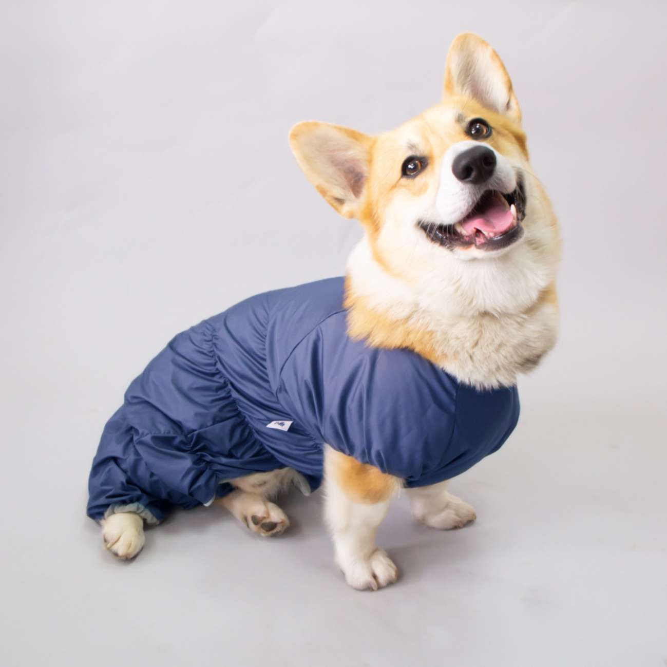 Дождевик для таксы и корги утепленный Puffy Норд пудровый