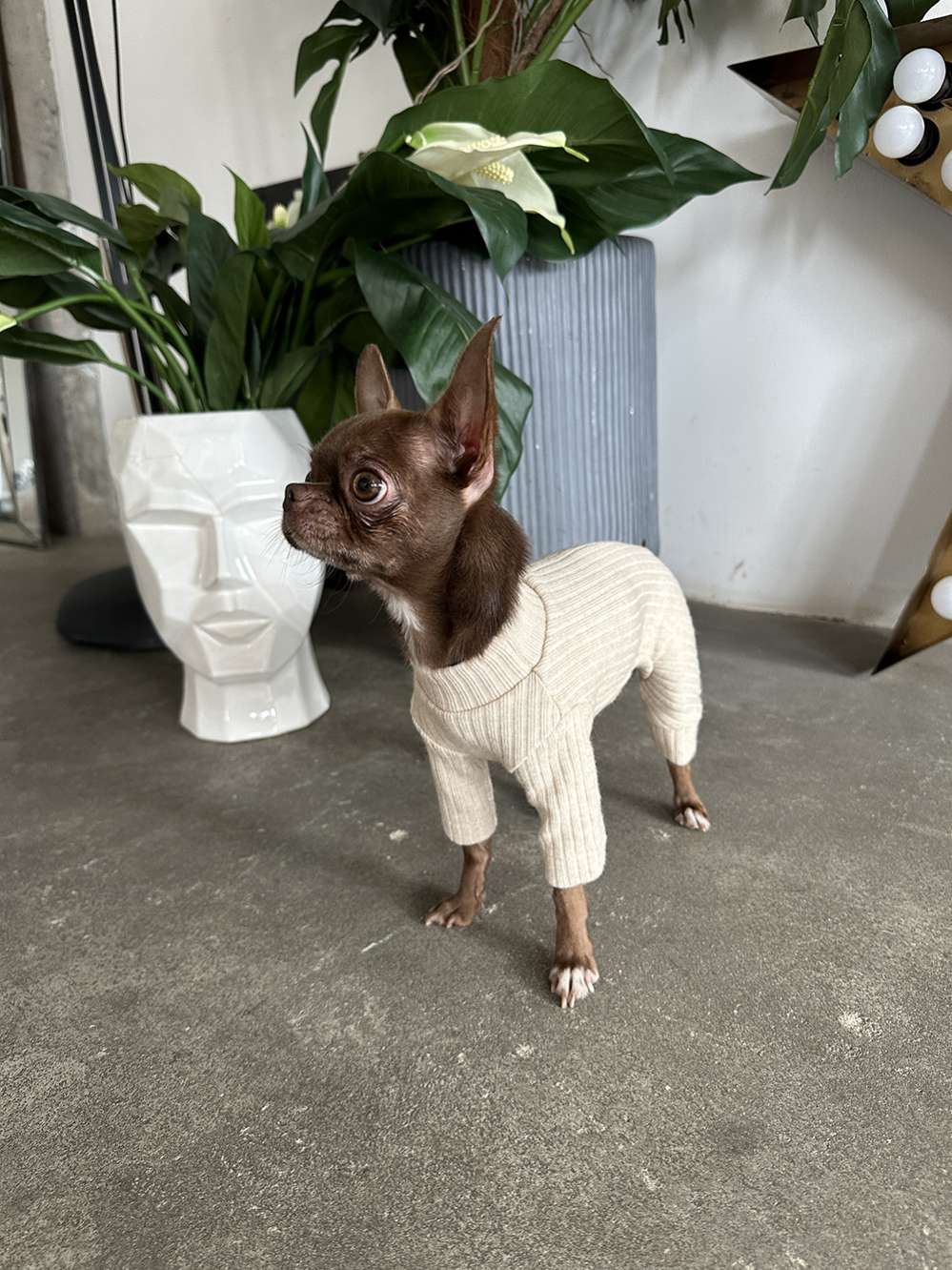 Костюм-боди для собак Puffy Лапша бежевый