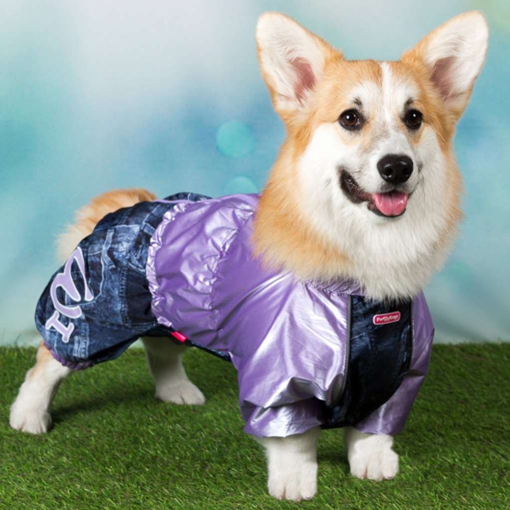 Дождевик для таксы и корги ForMyDogs Джинса