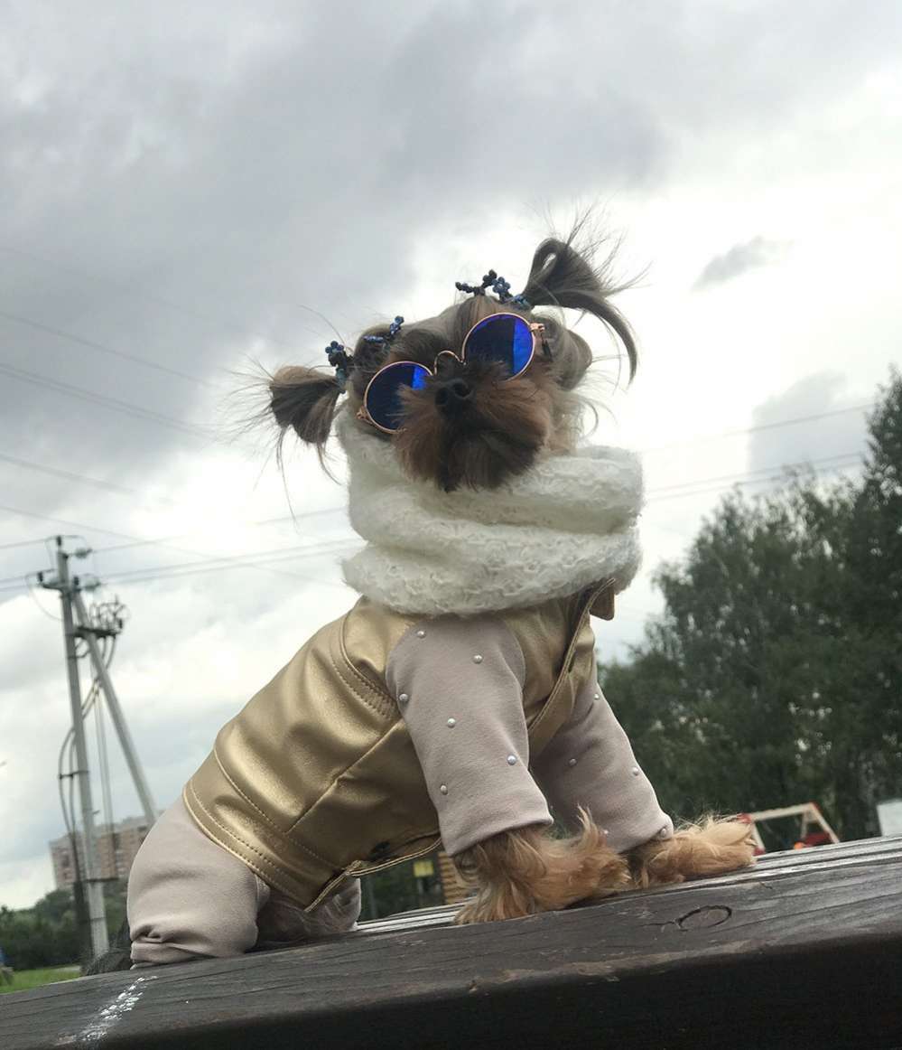 Снуд трикотажный для собаки