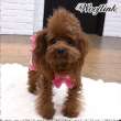 Брюки для собак Puppy Angel Любимые