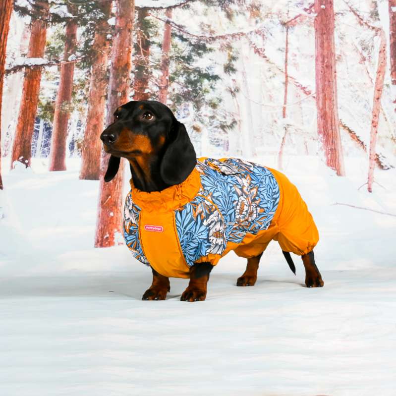 Комбинезон для таксы и корги ForMyDogs Густав