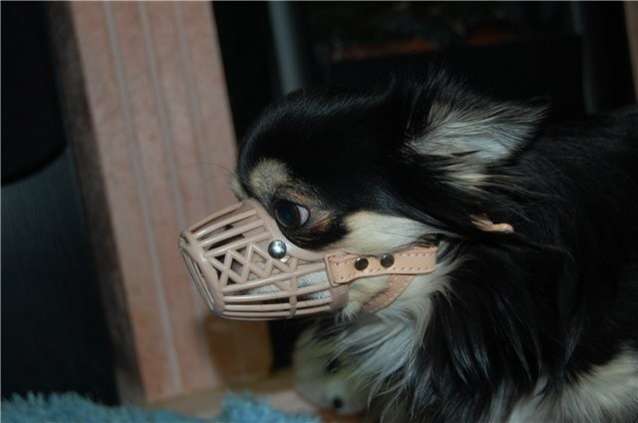 Намордник для собак Маленький агрессор