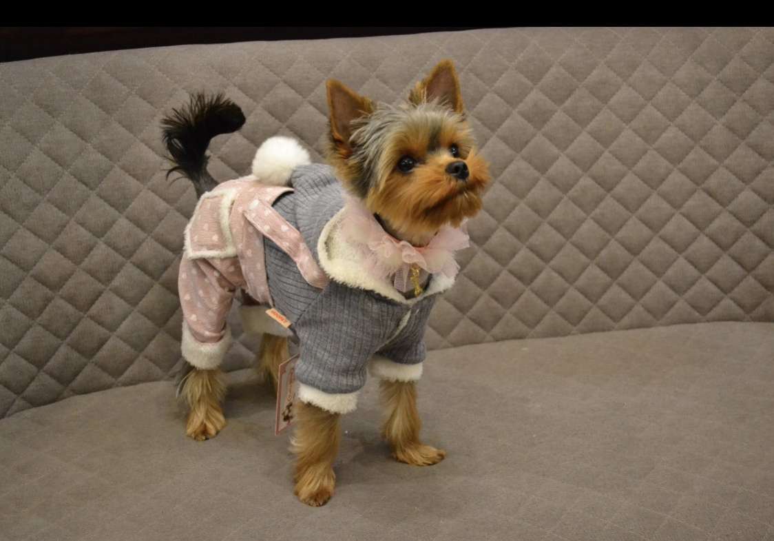 Костюм для собак теплый Pet Гномик